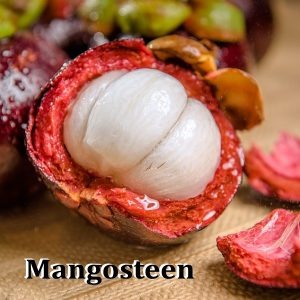 Mangosteen Extract